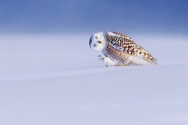 Polar owl dancing in the snow