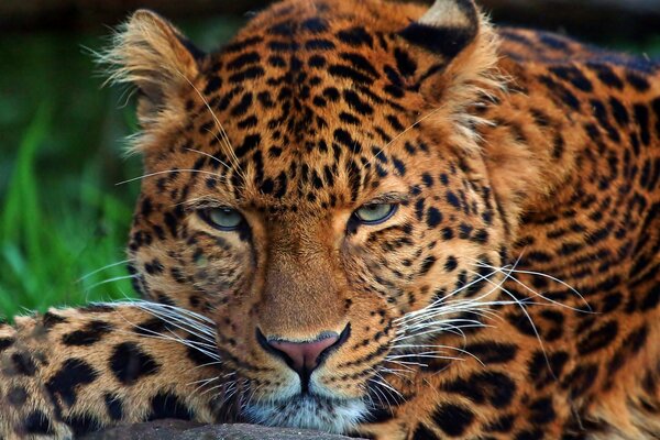 Un leopardo tranquilo yace en la hierba