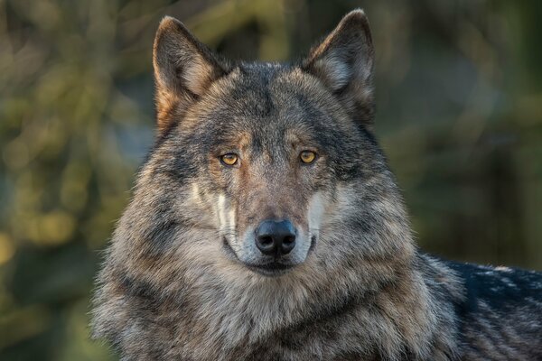 The predatory gaze of a wild wolf