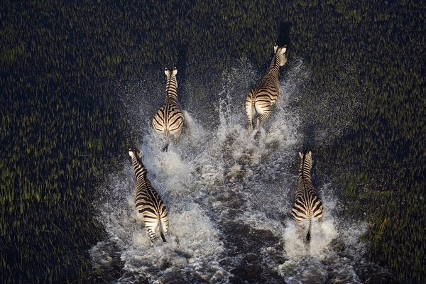 Four zebras are swimming in a swamp