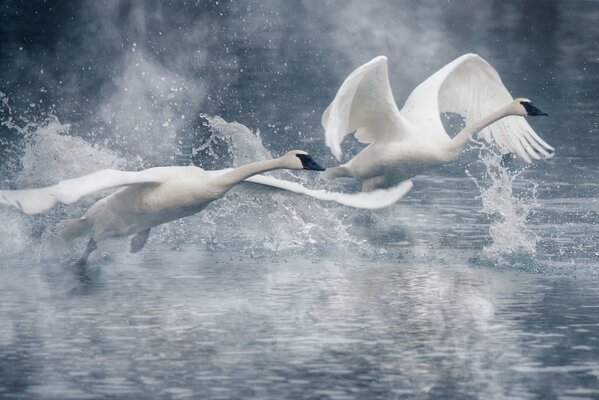 Two swans take off over the water surface