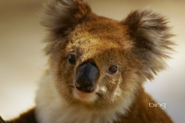 Koala from Australia with fluffy ears