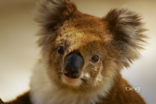 Koala de Australia con orejas peludas