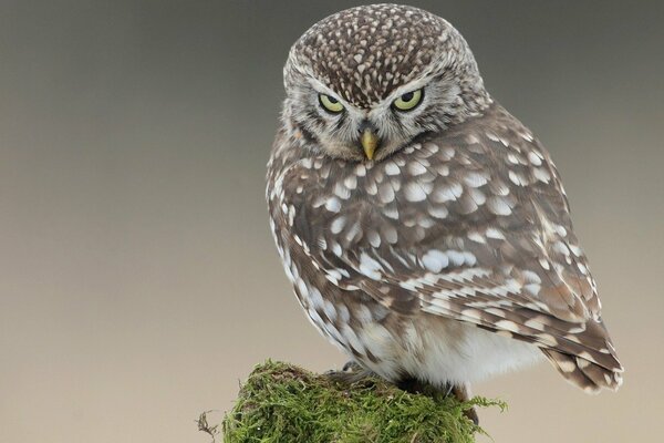 Nature through the eyes of Northern birds