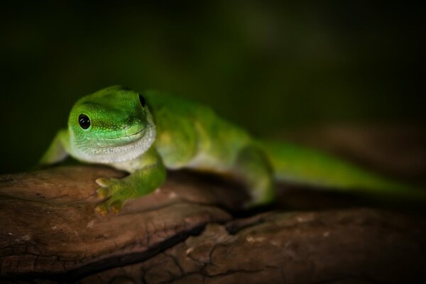 Tagsüber Madagaskar Geckos auf einem Baum