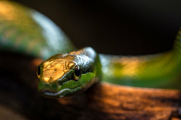 A green snake in the warm light of a lamp