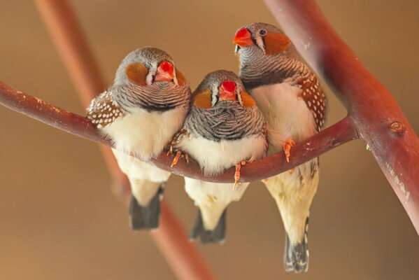 Tres pájaros en una rama pequeña