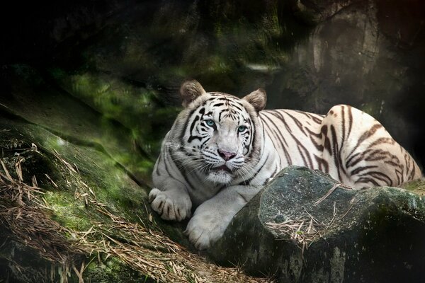 El tigre blanco yace en una piedra solo con la naturaleza