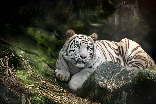 Белый тигр лежит на камне наедине с природой