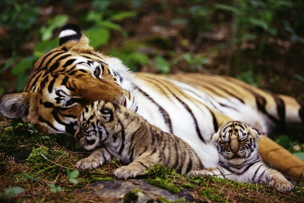 Tigress with kittens, tiger cubs, predator with offspring