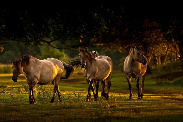 Photos of horses in nature