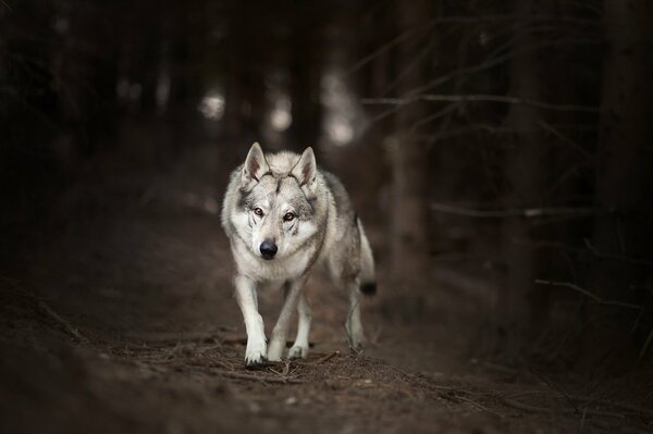 Lobo solitario corriendo en el bosque oscuro