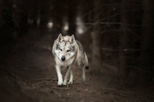 Loup solitaire en cours d exécution dans la forêt sombre