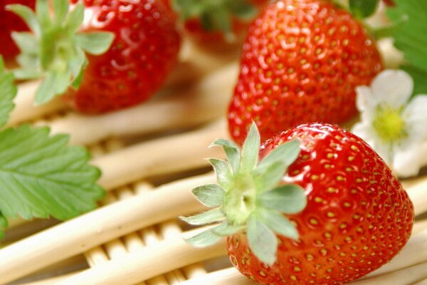 Red strawberry berries with flowers