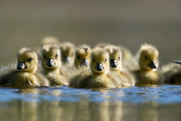 Nature. Ducklings float on the water