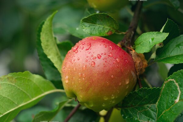 Roter Apfel mit Wassertropfen auf einem Baum