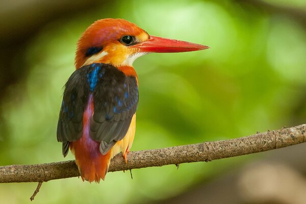 Die Farben der Natur im Leben der Tiere