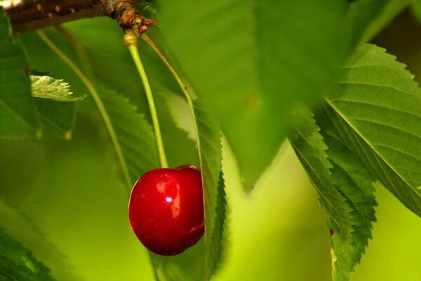 Foto de contraste de cerezas brillantes en una rama