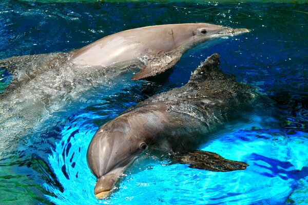 Playful dolphins in sea spray