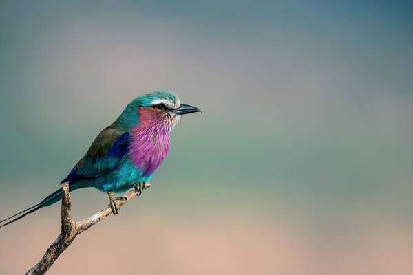 Bright exotic turquoise-pink bird