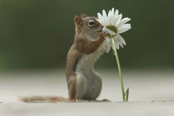 Squirrel sniffs chamomile flower