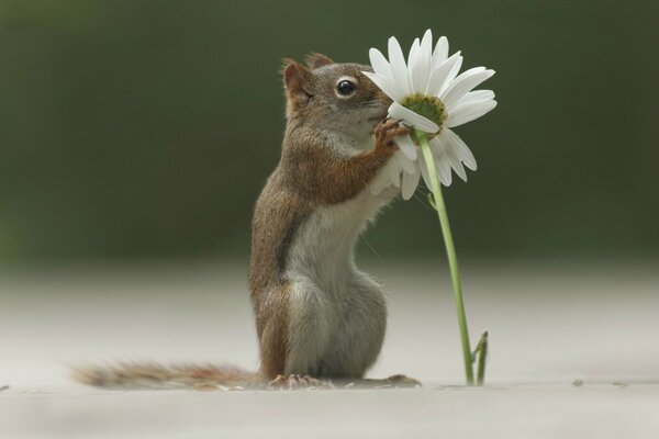 Wiewiórka wącha kwiat rumianku