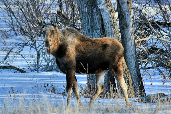 Moose without horns in the winter forest