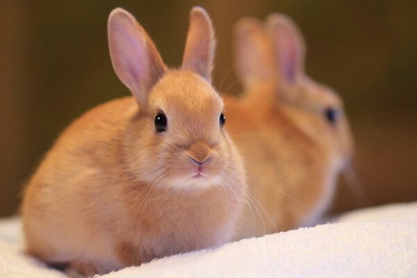 Mimimishny beau lapin roux