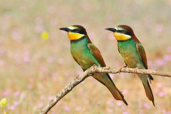 Pájaros cantantes de la naturaleza de verano