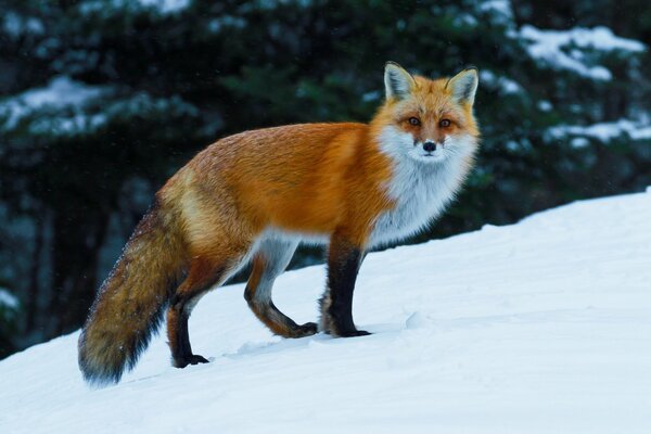 Zorro en abrigo de invierno en la nieve