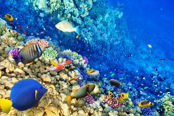 Mondo sottomarino: oceano. Barriera corallina, pesci tropicali