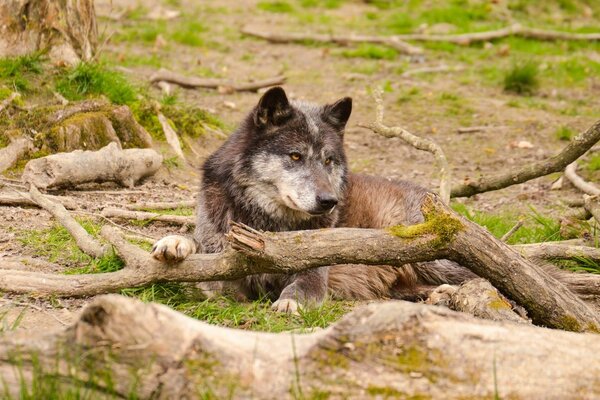 Natura. Drapieżnik. Wilk odpoczywa