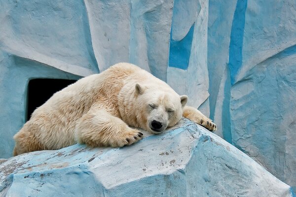 Orso polare mentre lo zoo dorme