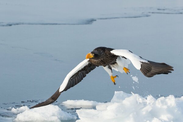 L énorme envergure de l aigle à l épaule blanche