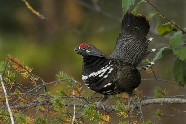 Dikouche canadien sur une branche