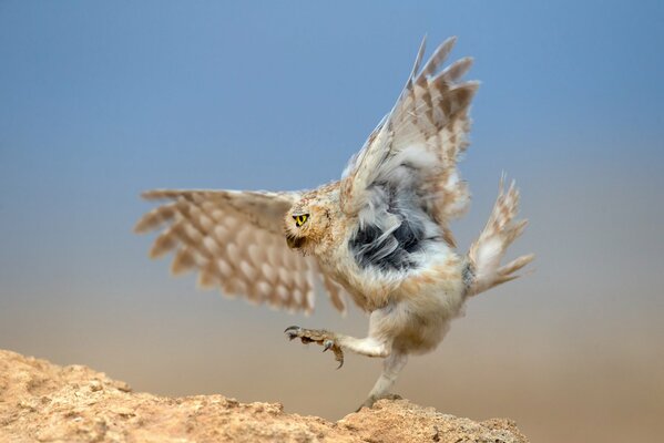 An owl dances around a snake