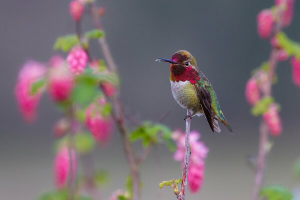 Der kleinste Vogel ist ein Kolibri
