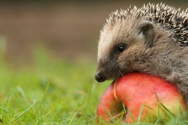 The hedgehog rolls an apple into his hole