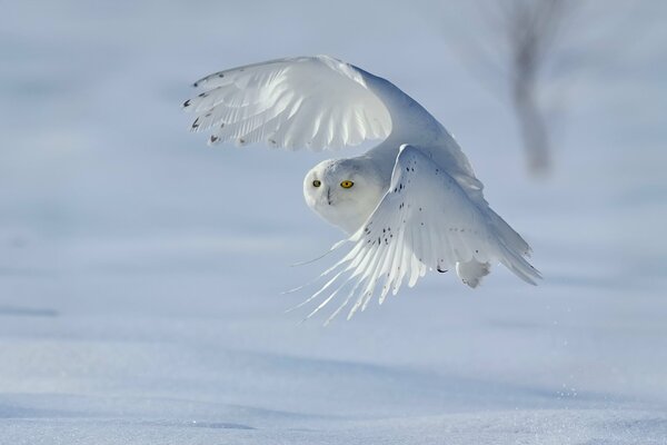 Strong white wings of the polar owl (bubo scandiacus, nyctea scandiaca)