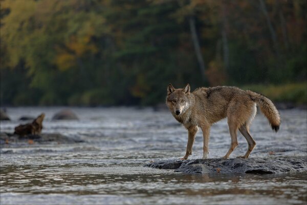 Blick eines Wolfes auf dem Hintergrund eines Waldes mit einem Fluss