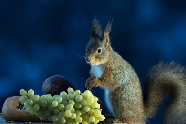 Ein graues Eichhörnchen wird mit reifen Trauben auf blauem Hintergrund verwöhnt