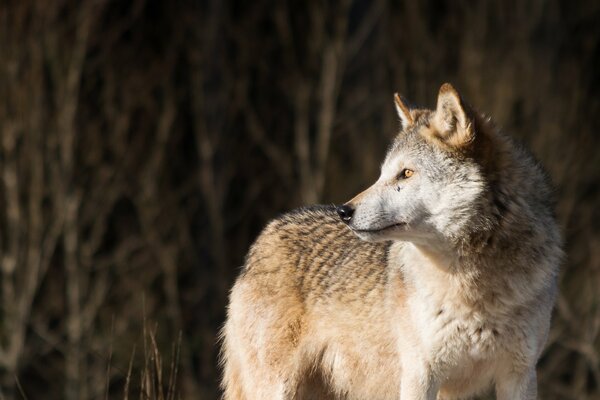 Uno sguardo predatorio nel mondo e sulla terra