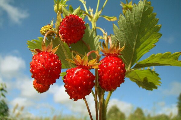 Fresas silvestres contra el cielo