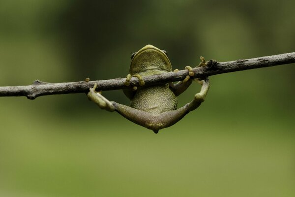 Makrofoto eines hängenden Frosches an einem Ast