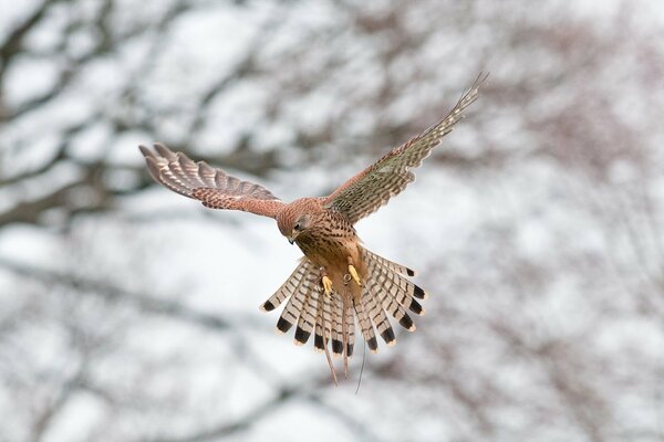 Vuelo del pájaro cernícalo en la naturaleza