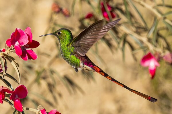 Ein kleiner grüner Vogel fliegt über eine Blume