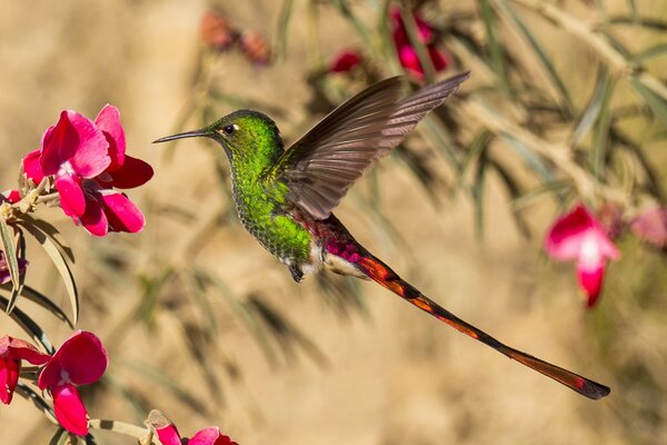 A small green bird flutters over a flower