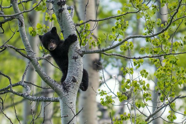 Bear cub at the top of the tree