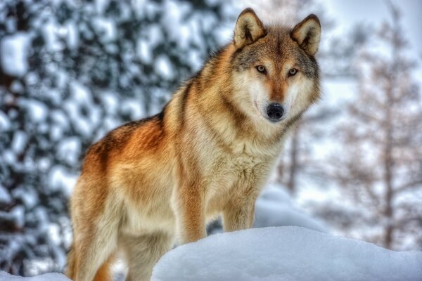 Red wolf on the background of snowdrifts