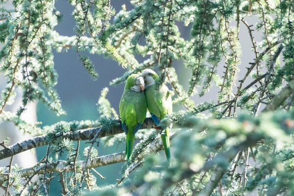 Two parrots are sitting in the sunlight